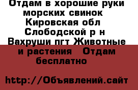Отдам в хорошие руки морских свинок - Кировская обл., Слободской р-н, Вахруши пгт Животные и растения » Отдам бесплатно   